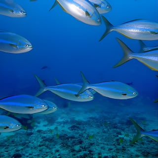 Full day Snorkeling Tour Santa Fe Island and Playa Escondida 3