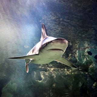 Sea Life Bray Aquarium 1