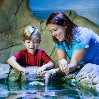 Sea Life Bray Aquarium 3