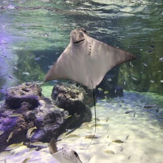 Sea Life Bray Aquarium 4