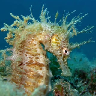 Barcelona: tu primera clase de buceo (PADI Discover Scuba Diving) 2