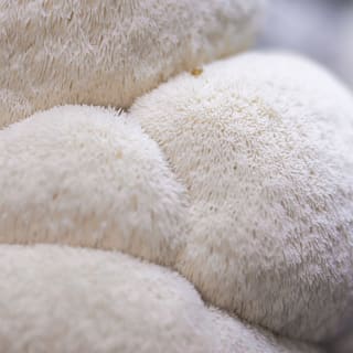 Explore Chicago’s Indoor Mushroom Farm Experience 4