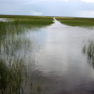 Florida Everglades Airboat Adventure und Wildbegegnung 5