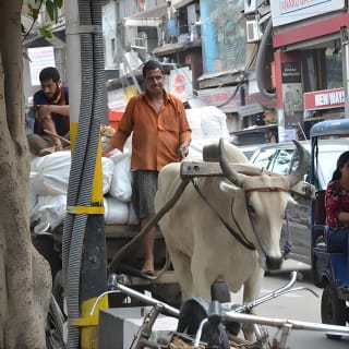 Tour gastronómico de medio día con paseo en ciclo Rickshaw en Masterji Kee Haveli 12