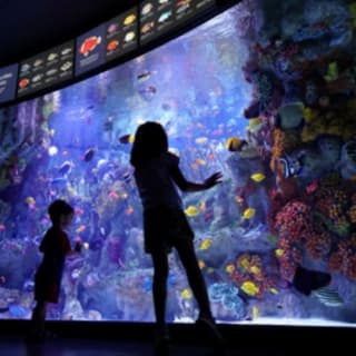 New England Aquarium : billet d'entrée 21