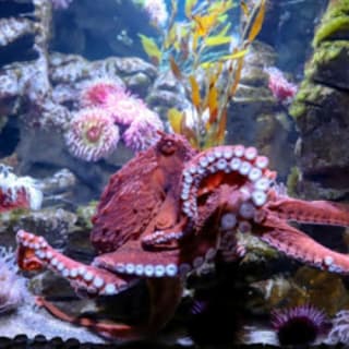 New England Aquarium : billet d'entrée 25