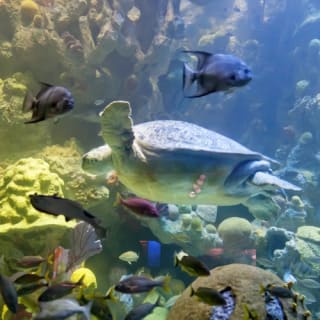 New England Aquarium : billet d'entrée 27
