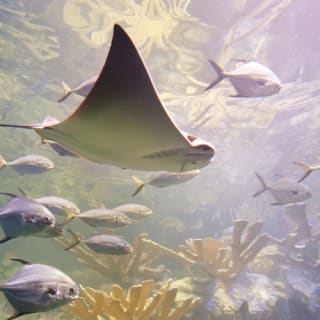 New England Aquarium : billet d'entrée 28