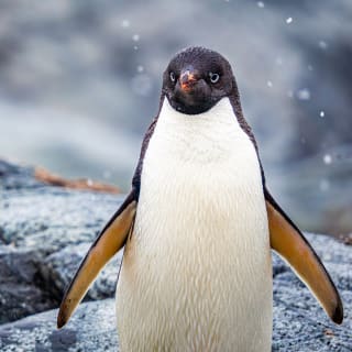 ANTARCTICA 360 – CG GALLERY | LLORET DE MAR 17