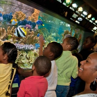 New England Aquarium : billet d'entrée 36