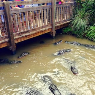 Wild Florida Gator Park Admission 5