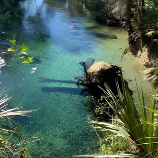 Orlando Manatee e Natural Spring Adventure Tour presso Blueיכ מים טבעיים בעיצומו של הקיץ 10