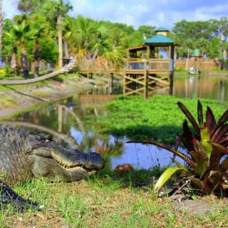 Wild Florida Gator Park Admission 12