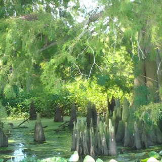  Everglades Airboat Tour near Orlando Florida 6