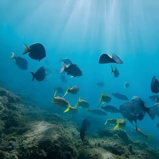Snorkeling in Paradise - Videos Included 5