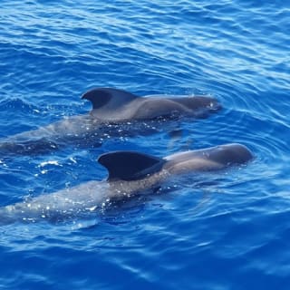 Tenerife: Excursión en Catamarán para Avistamiento de Delfines y Ballenas + Comida + Traslados 2