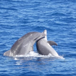 Tenerife: Excursión en Catamarán para Avistamiento de Delfines y Ballenas + Comida + Traslados 3