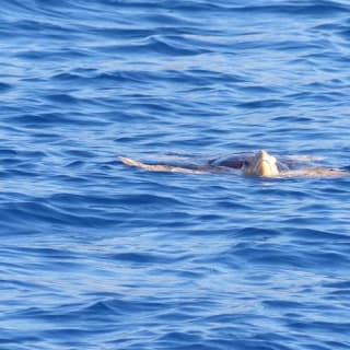 Tenerife: Excursión en Catamarán para Avistamiento de Delfines y Ballenas + Comida + Traslados 4