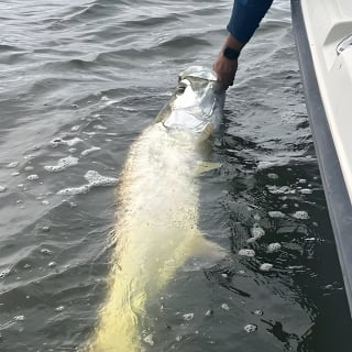Light Tackle Tarpon & Snook Fishing Charter 24