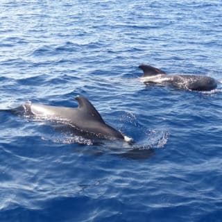 Tenerife: Excursión en Catamarán para Avistamiento de Delfines y Ballenas + Comida + Traslados 5