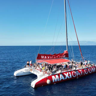 Tenerife: Excursión en Catamarán para Avistamiento de Delfines y Ballenas + Comida + Traslados 6