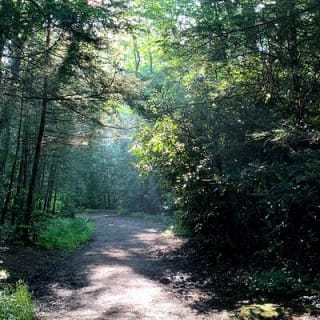 Forest Bathing & Nature Therapy Walk 7