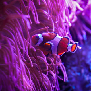 Acuario de Florida: Entrada 3