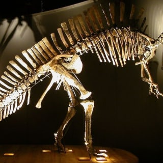 Museo di Storia Naturale di Venezia 1