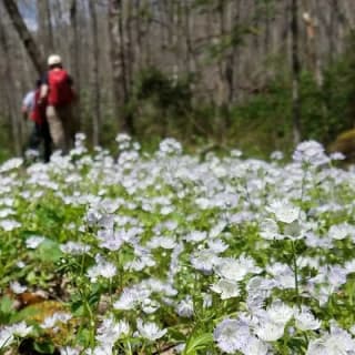 Forest Bathing & Nature Therapy Walk 9