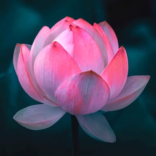 Wellness Day : Une journée de massages, soins et relaxation 2
