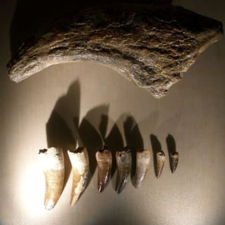 Museo di Storia Naturale di Venezia 3