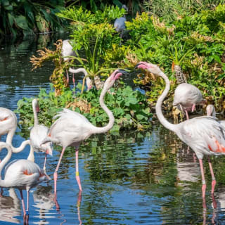 Phoenix Zoo: Entry Ticket 2