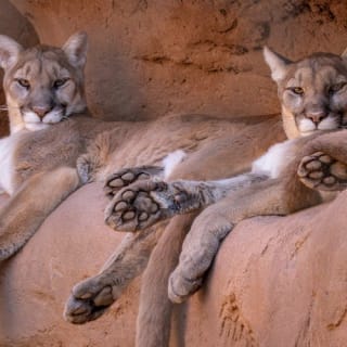 Phoenix Zoo: Entry Ticket 3