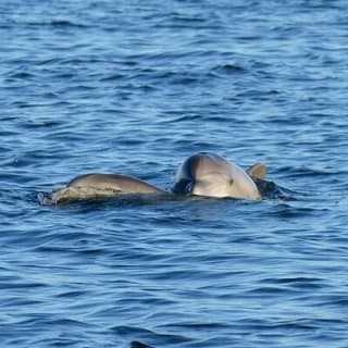 Private 3 Hour Powerboat Dolphin Cruise with Remote Beach Stop up to 6 guests 3