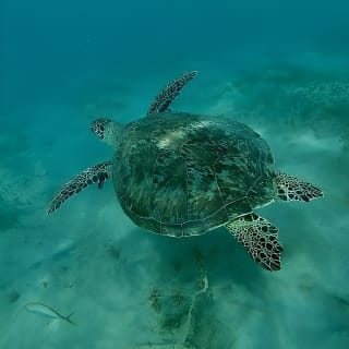 Snorkeling in Paradise - Videos Included 6