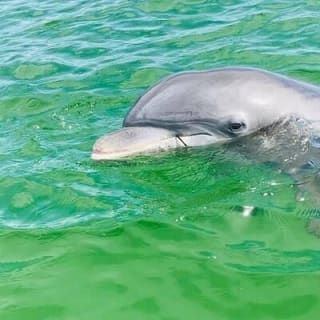Private 3 Hour Powerboat Dolphin Cruise with Remote Beach Stop up to 6 guests 6
