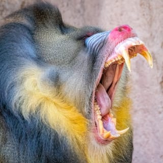 Phoenix Zoo: Entry Ticket 6