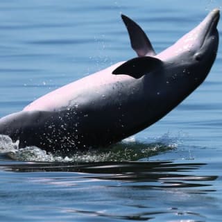 Private 3 Hour Powerboat Dolphin Cruise with Remote Beach Stop up to 6 guests 7
