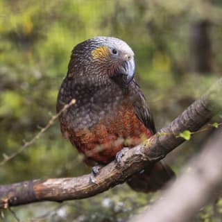 Kiwi Park Queenstown Admission 4