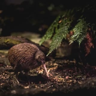 Kiwi Park Queenstown Admission 5