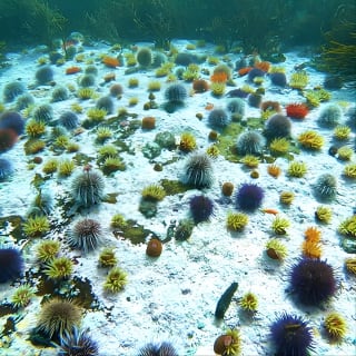 Kelp Forest Snorkeling in Cape Town 2