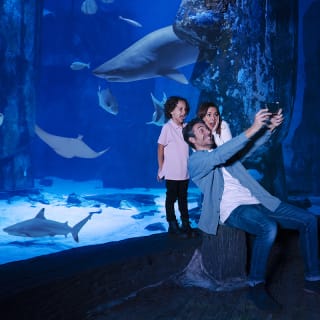 Snorkel with Sharks 3