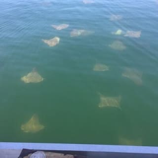 Private 3 Hour Powerboat Dolphin Cruise with Remote Beach Stop up to 6 guests 12