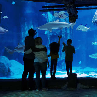 Snorkel with Sharks 4