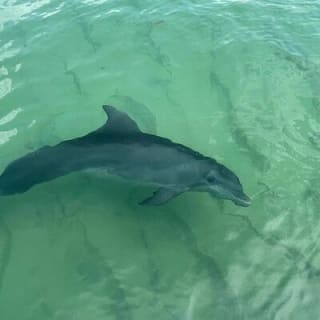 Private 3 Hour Powerboat Dolphin Cruise with Remote Beach Stop up to 6 guests 13