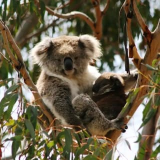 Phillip Island: Guided Tour from Melbourne + Wine, Lunch & Penguin Parade 5