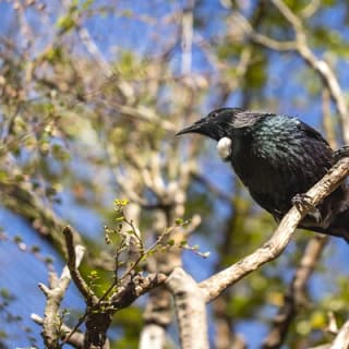 Kiwi Park Queenstown Admission 11