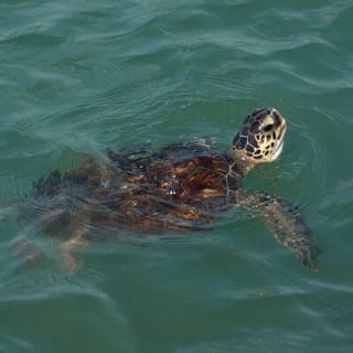 Private 3 Hour Powerboat Dolphin Cruise with Remote Beach Stop up to 6 guests 14