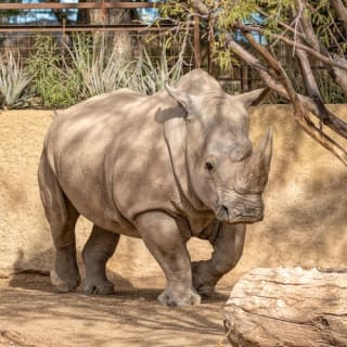 Phoenix Zoo: Entry Ticket 12