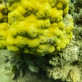 Bajo un mar de aventuras, inmersiones inolvidables. 4